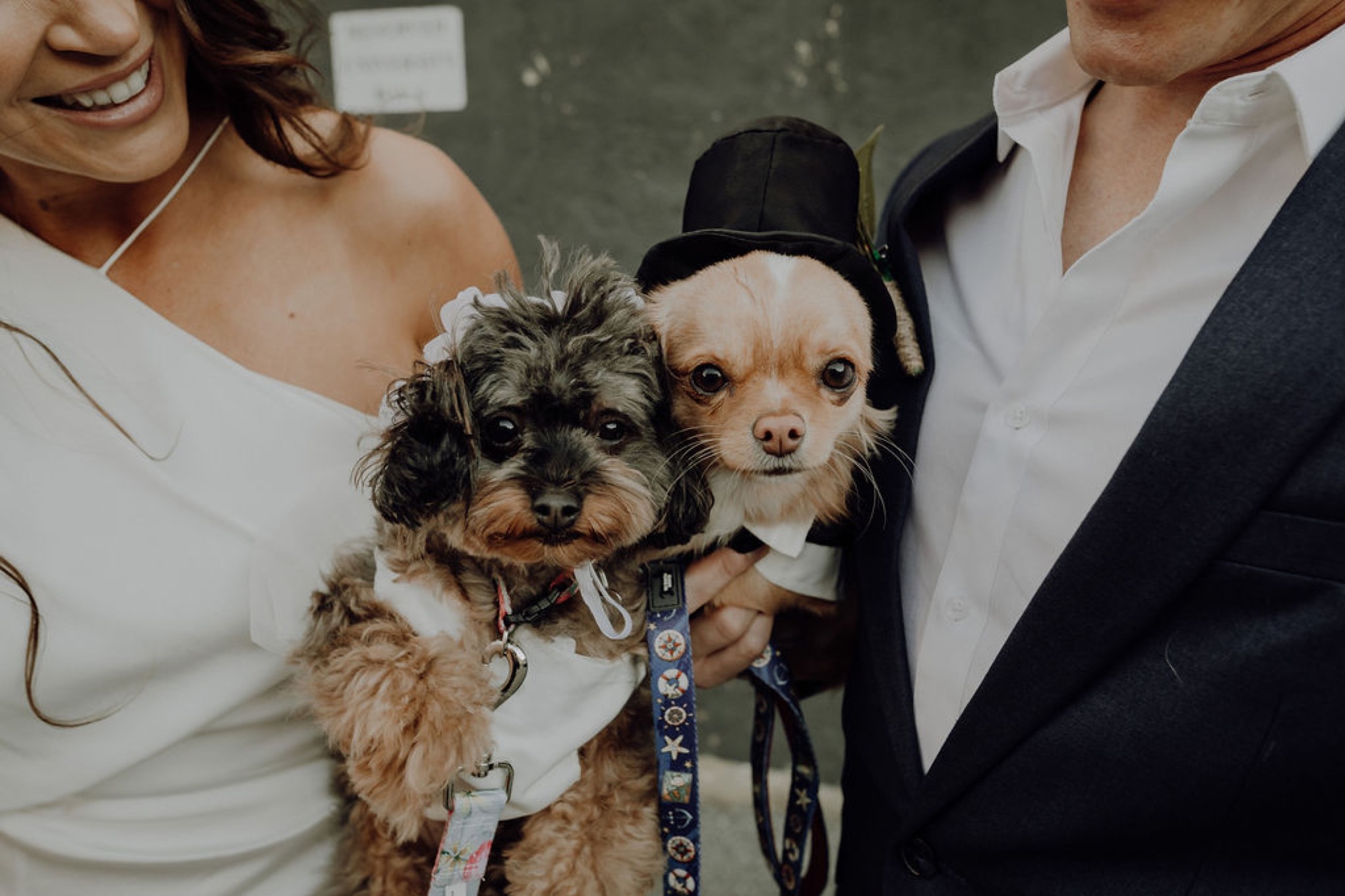 Laura, Fred, Ginger + Pumpkin - Fremantle Micro Wedding Wedding  photography