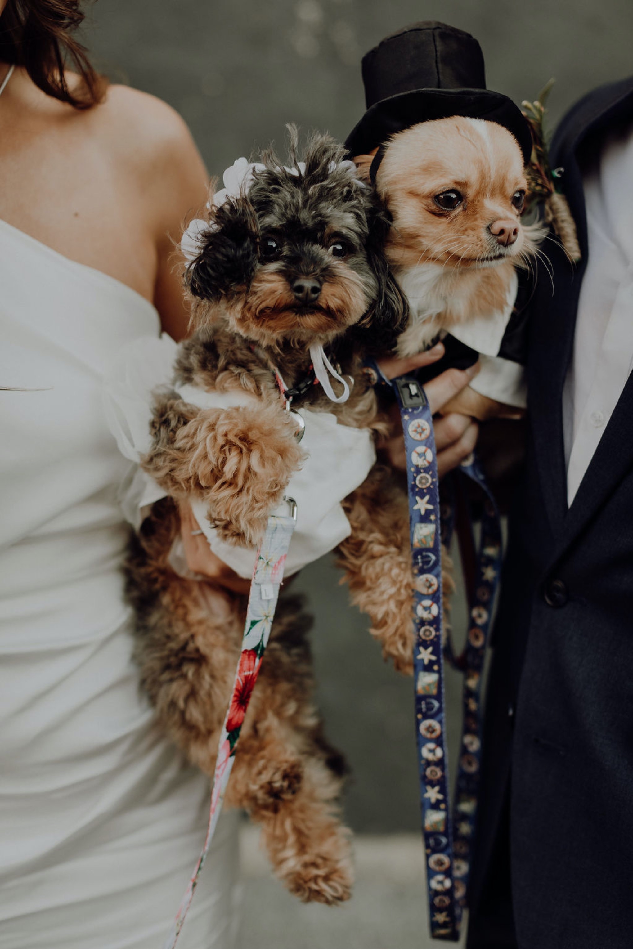 Laura, Fred, Ginger + Pumpkin - Fremantle Micro Wedding Wedding  photography